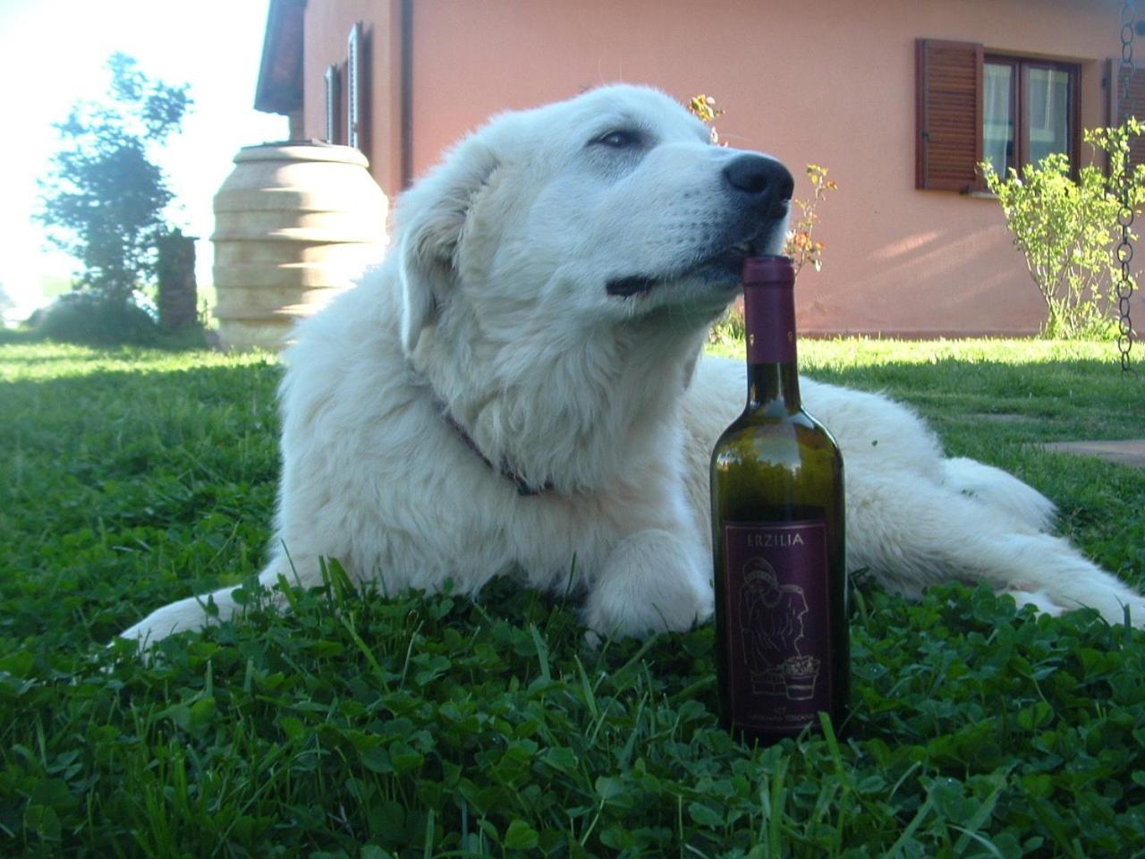 Agriturismo Pian Dei Pini Монтияно Экстерьер фото